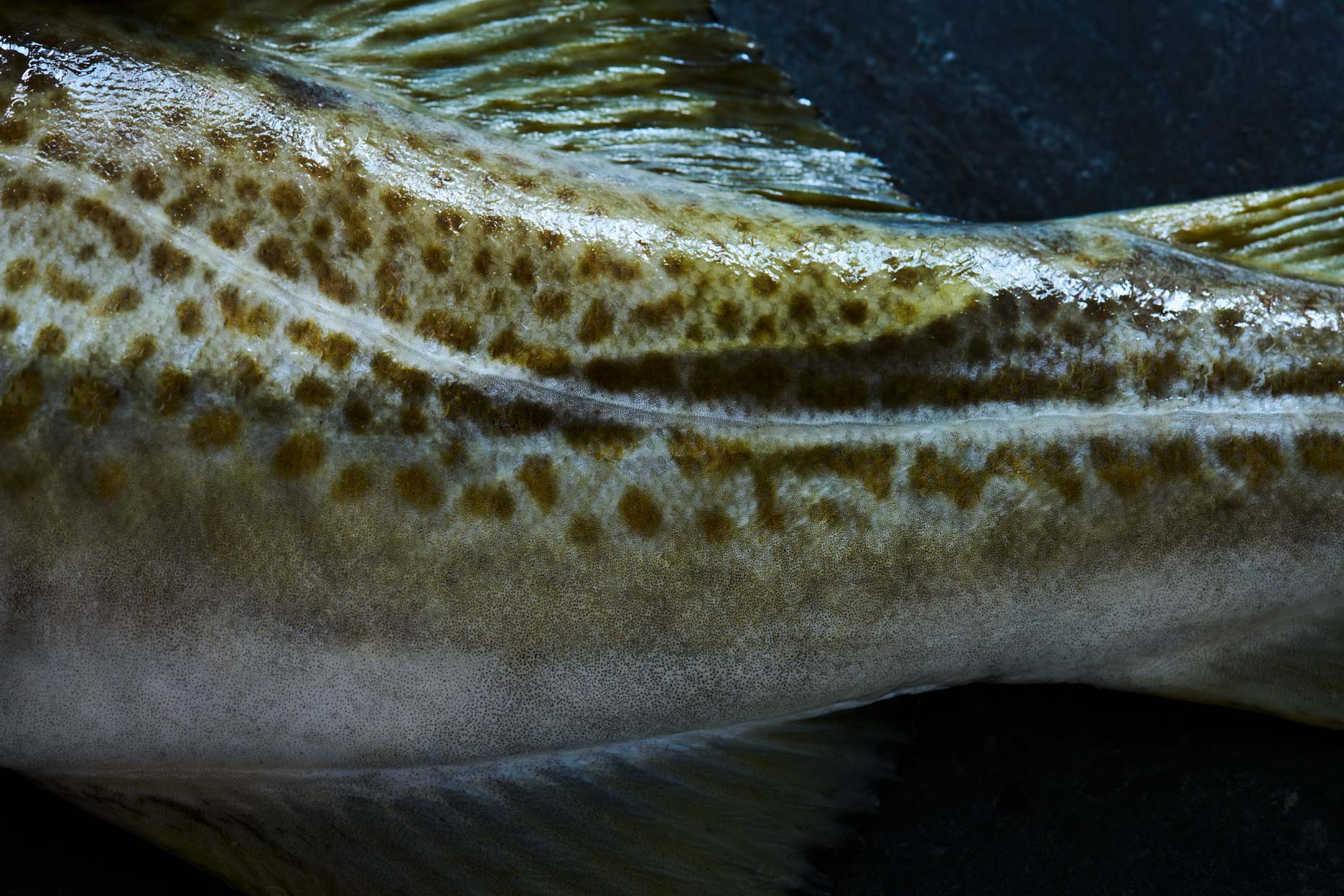 20230119_Wilder_Cod_Detail_0719_mainrevision-1