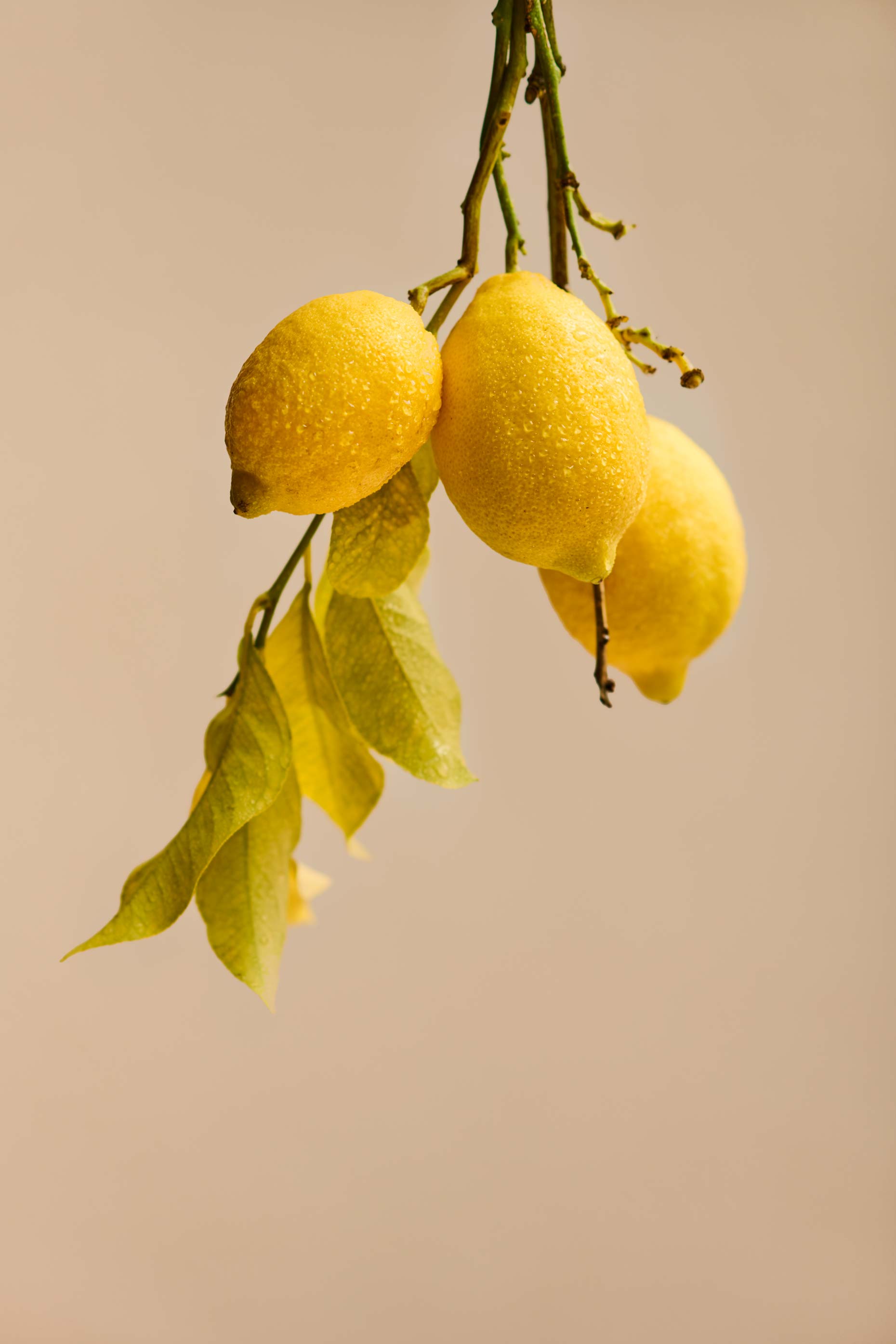 26_Citrico_Botanicals_CitrusLeavesPeels_0930-Main-Lemons_FINAL