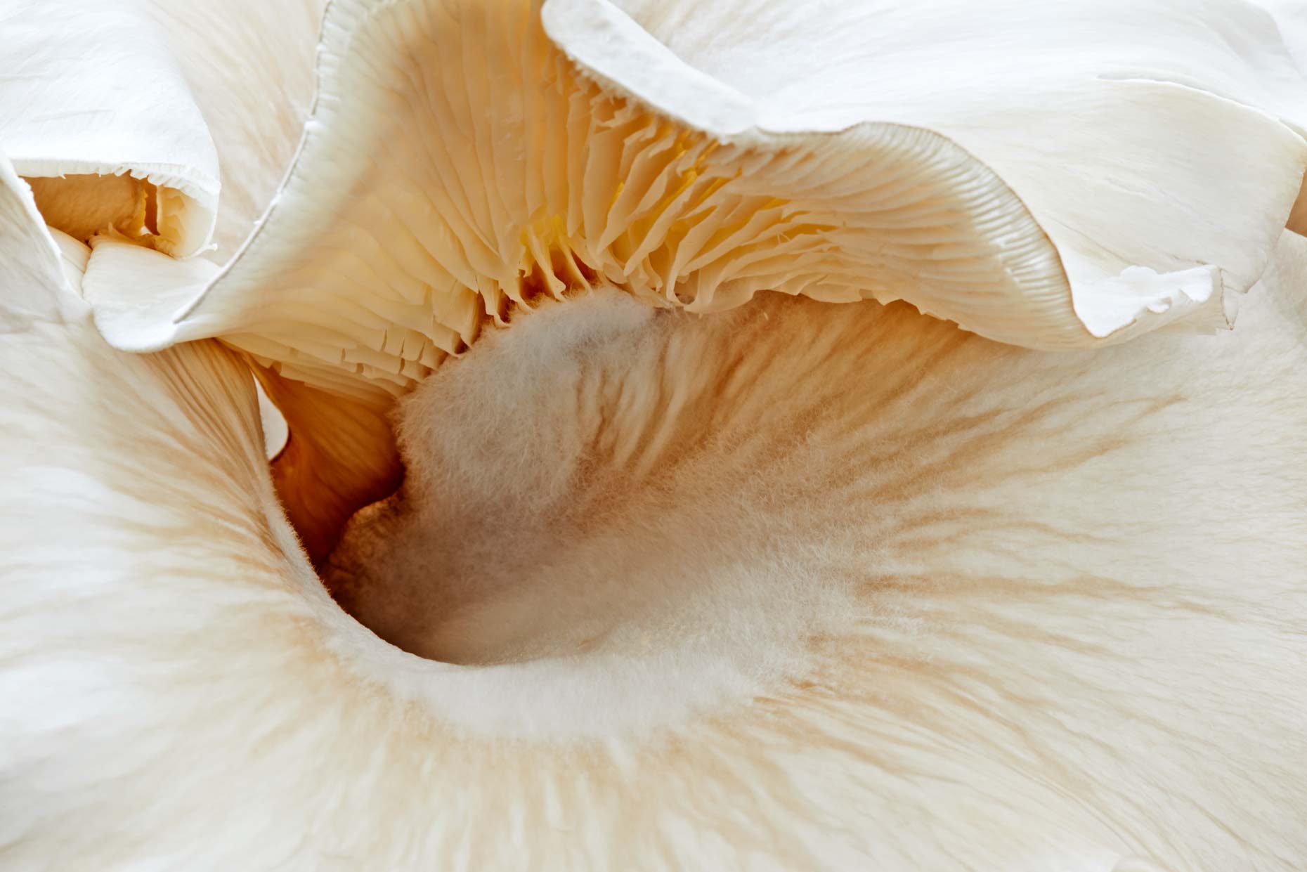 Vegan Cookbook Plantlab, photographed by New York NYC Food Photographer Adrian Mueller